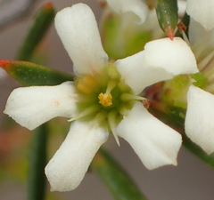 Coleonema juniperinum