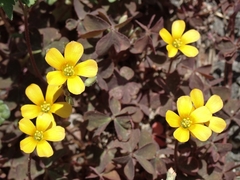 Oxalis corniculata