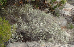 Coleonema juniperinum