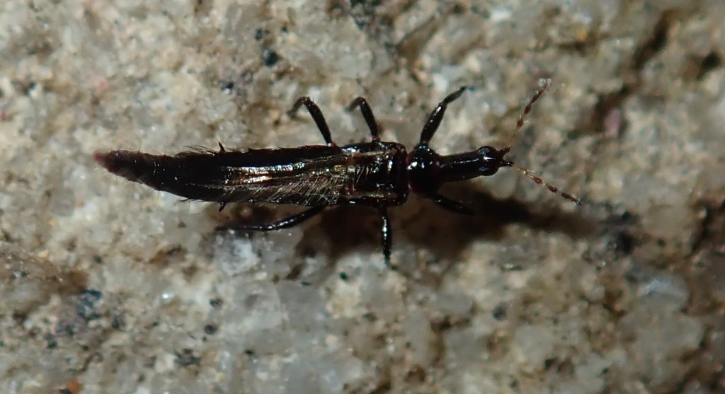 Bactrothrips nativus
