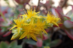 Sedum palmeri