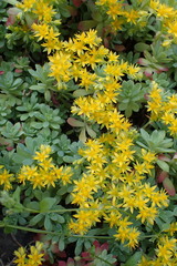 Sedum palmeri