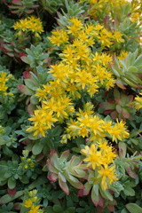 Sedum palmeri