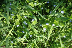 Veronica persica