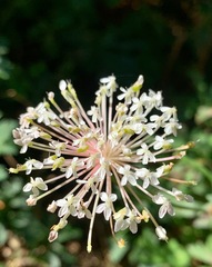 Trachymene composita composita