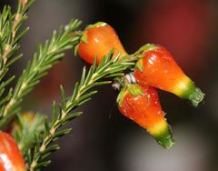 Erica blenna grandiflora