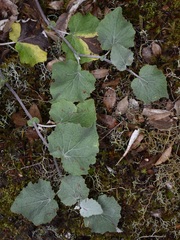 Pericallis aurita image