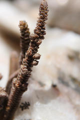 Crassula muscosa muscosa