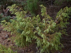 Juniperus cedrus