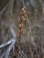 Neotinea maculata