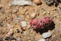 Crassula elegans elegans