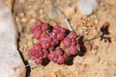 Crassula elegans elegans