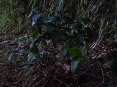 Ruscus streptophyllus