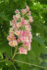 Aesculus hippocastanum