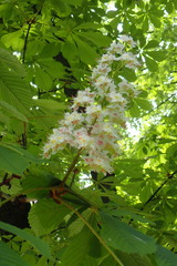 Aesculus hippocastanum