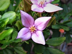 Boronia alata