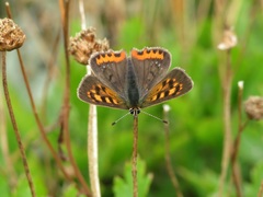 Lycaena phlaeas phlaeoides