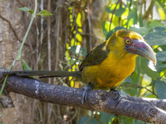 Pteroglossus bailloni