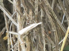 Agriphila atlanticus