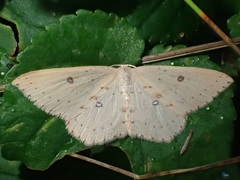 Cyclophora maderensis