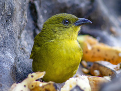 Orthogonys chloricterus