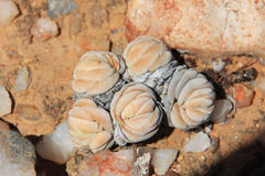Crassula alstonii