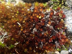Imbribryum alpinum