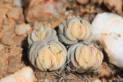 Crassula alstonii