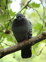 Columba livia domestica