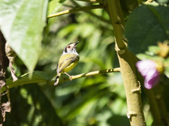Myiornis auricularis
