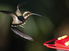 Phaethornis eurynome