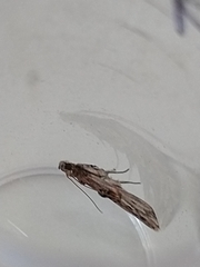 Nephopterix angustella