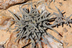 Crassula muscosa muscosa