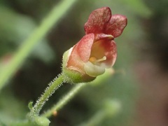 Scrophularia hirta image