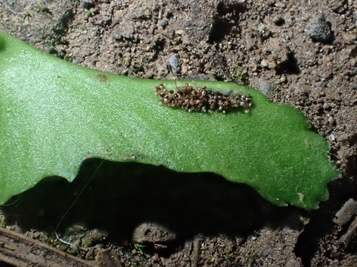 Asplenium monanthes image