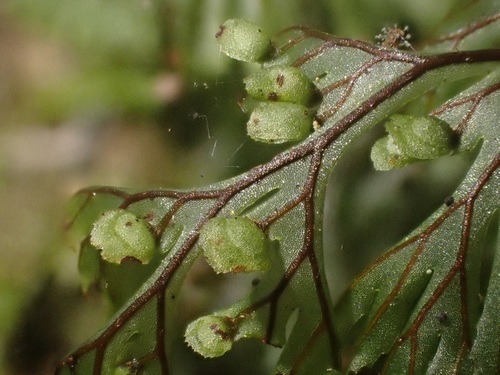 Tunbridge filmy fern