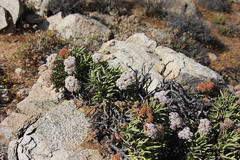 Crassula macowaniana