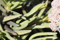 Crassula macowaniana