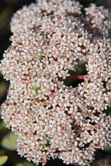 Crassula macowaniana