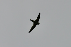 Aerodramus vanikorensis