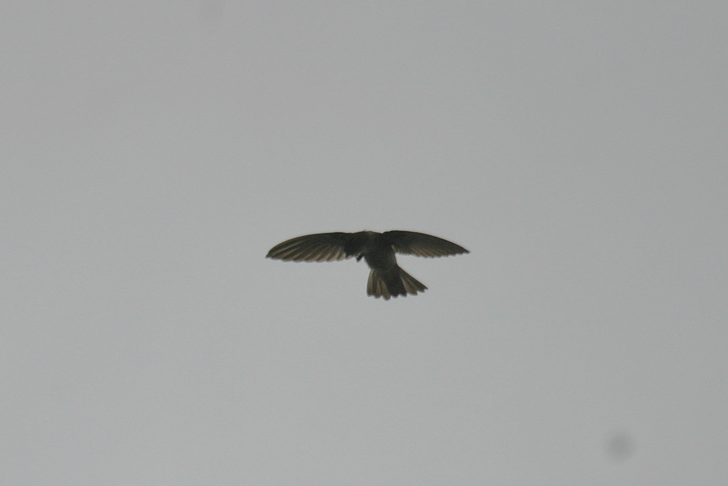 Uniform Swiftlet