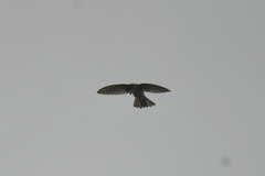 Aerodramus vanikorensis