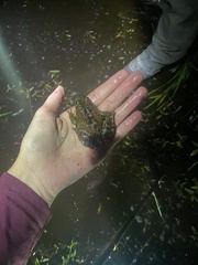 Rana pretiosa