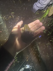 Rana pretiosa