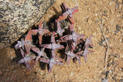 Crassula grisea