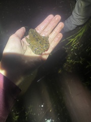 Rana pretiosa