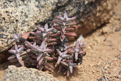 Crassula grisea