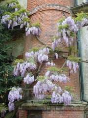 Wisteria sinensis