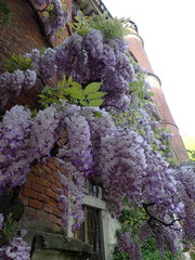 Wisteria sinensis