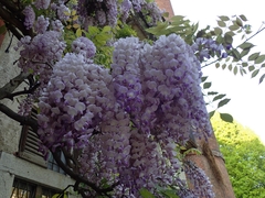 Wisteria sinensis